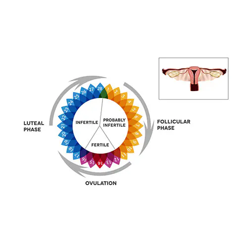 Period Problems Anatomy Diagram
