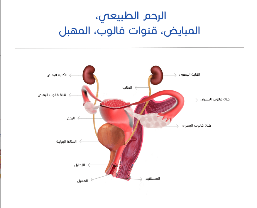 الرحم الطبيعي، المبايض، قنوات فالوب، المهبل