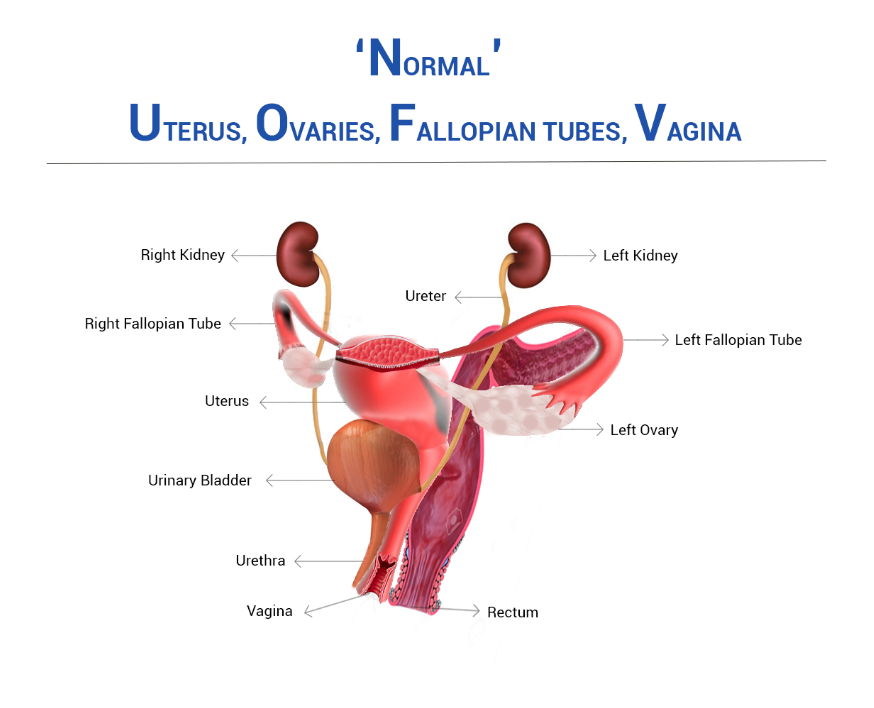 Normal uterus, ovaries, fallopian tubes, vagina